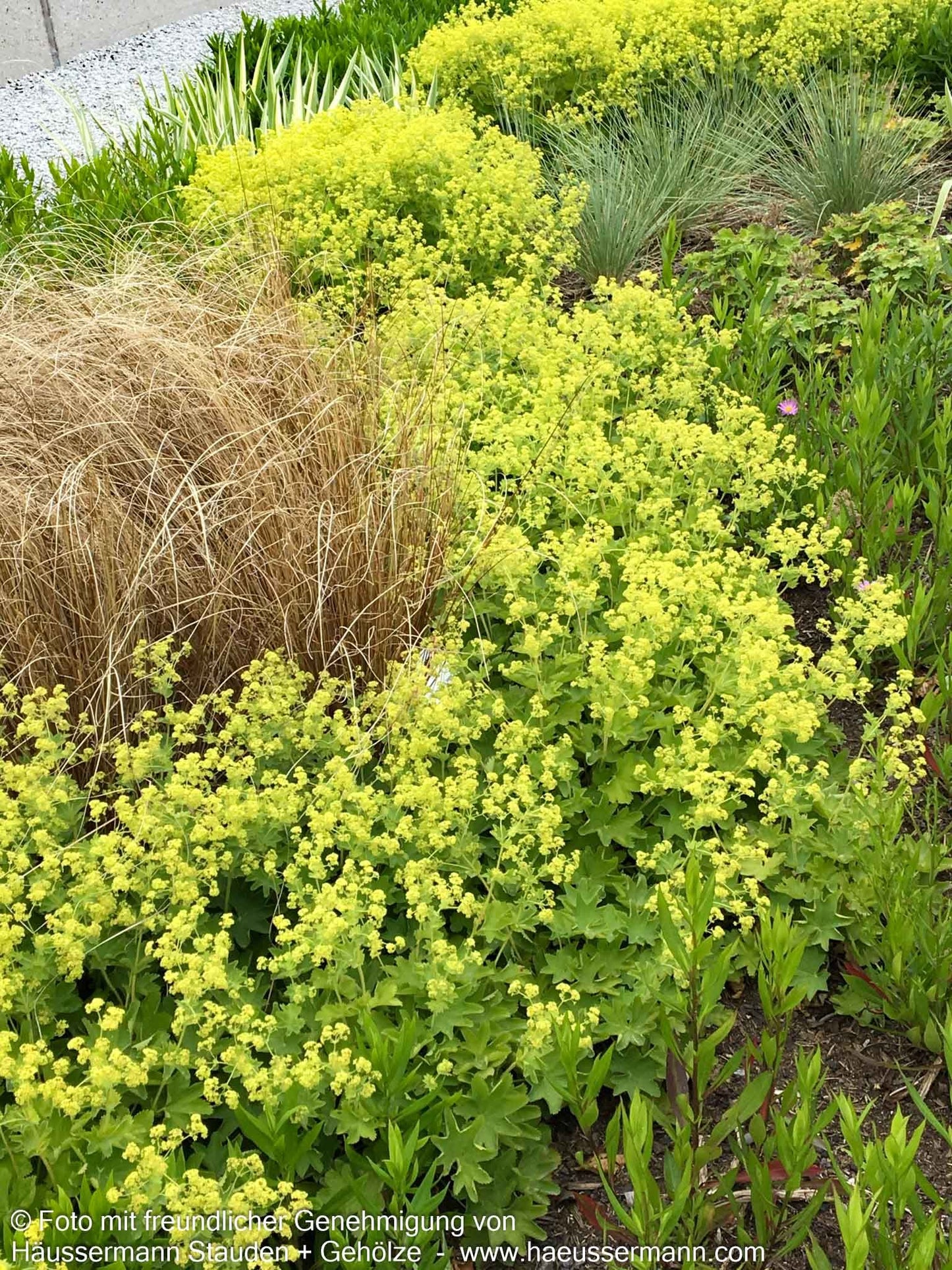 Seidiger Frauenmantel 'Gold Strike' (Alchemilla sericata)