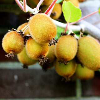 Selbstfruchtende Kiwi 'Boskoop' (Actinidia chinensis)
