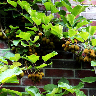 Selbstfruchtende Kiwi 'Jenny' (Actinidia chinensis)