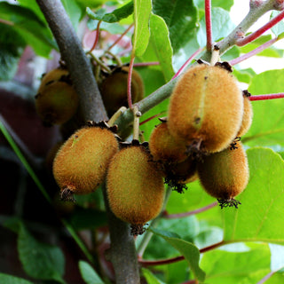 Selbstfruchtende Kiwi 'Solo' (Actinidia chinensis)