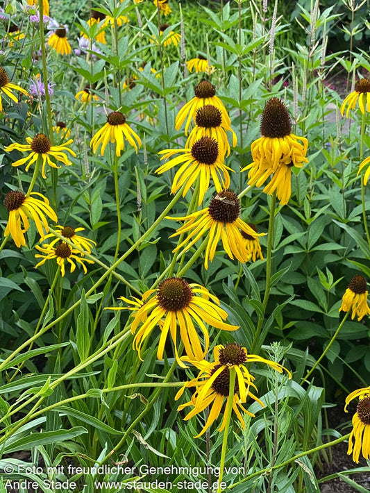Seltsamer Sonnenhut (Echinacea paradoxa)