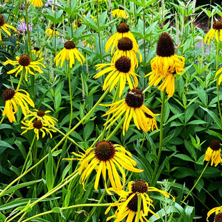Seltsamer Sonnenhut (Echinacea paradoxa)