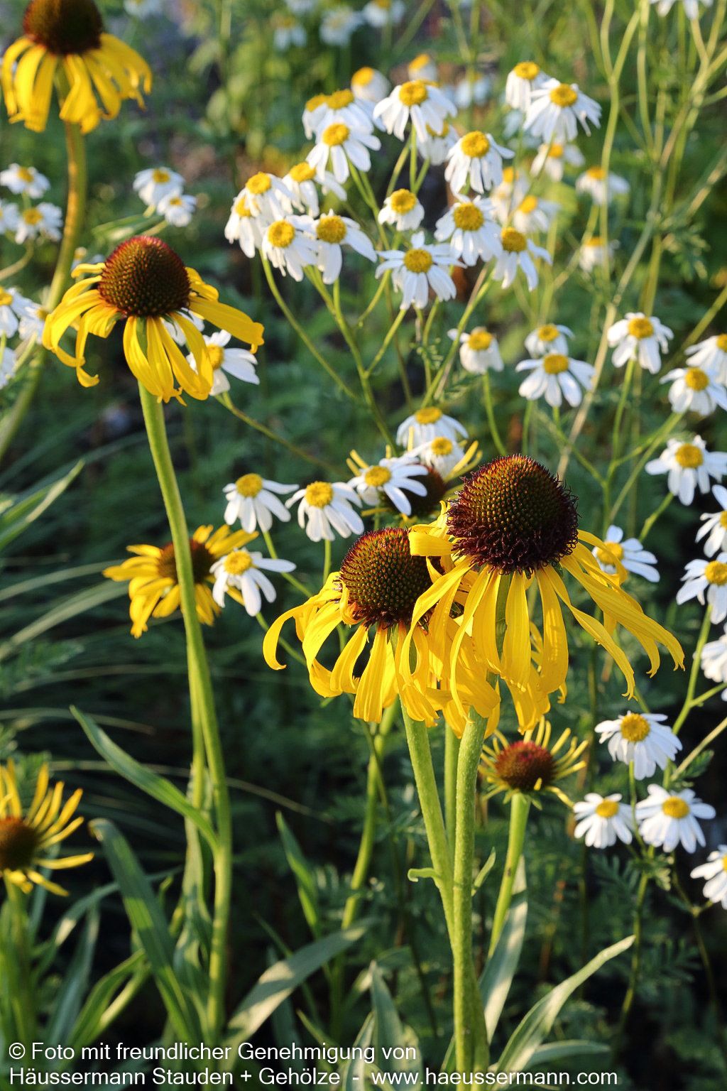 Seltsamer Sonnenhut (Echinacea paradoxa)