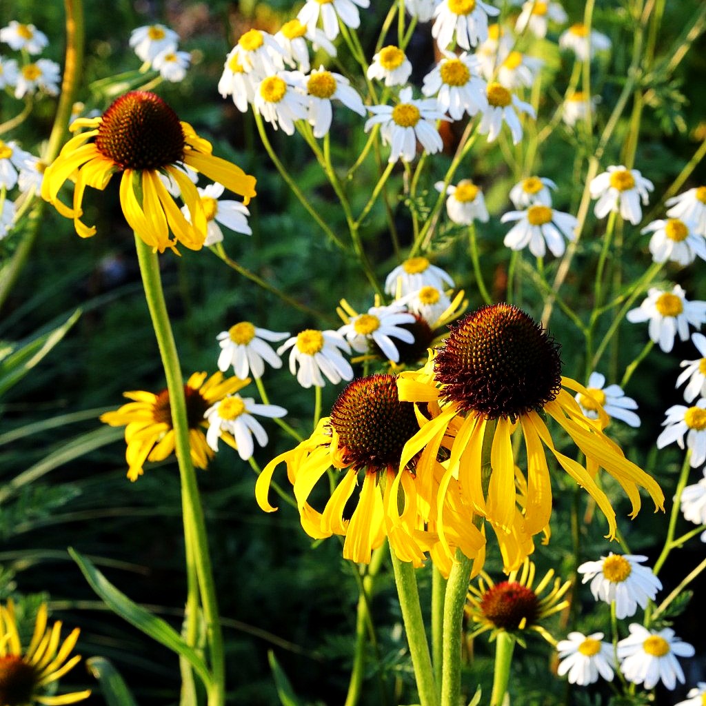 Seltsamer Sonnenhut (Echinacea paradoxa)