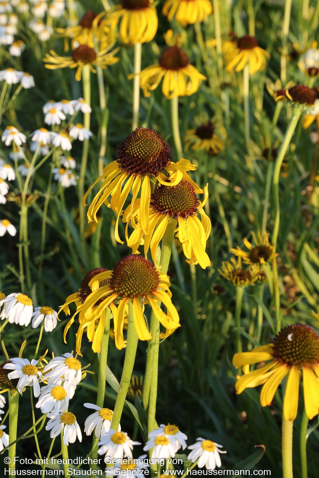 Seltsamer Sonnenhut (Echinacea paradoxa)