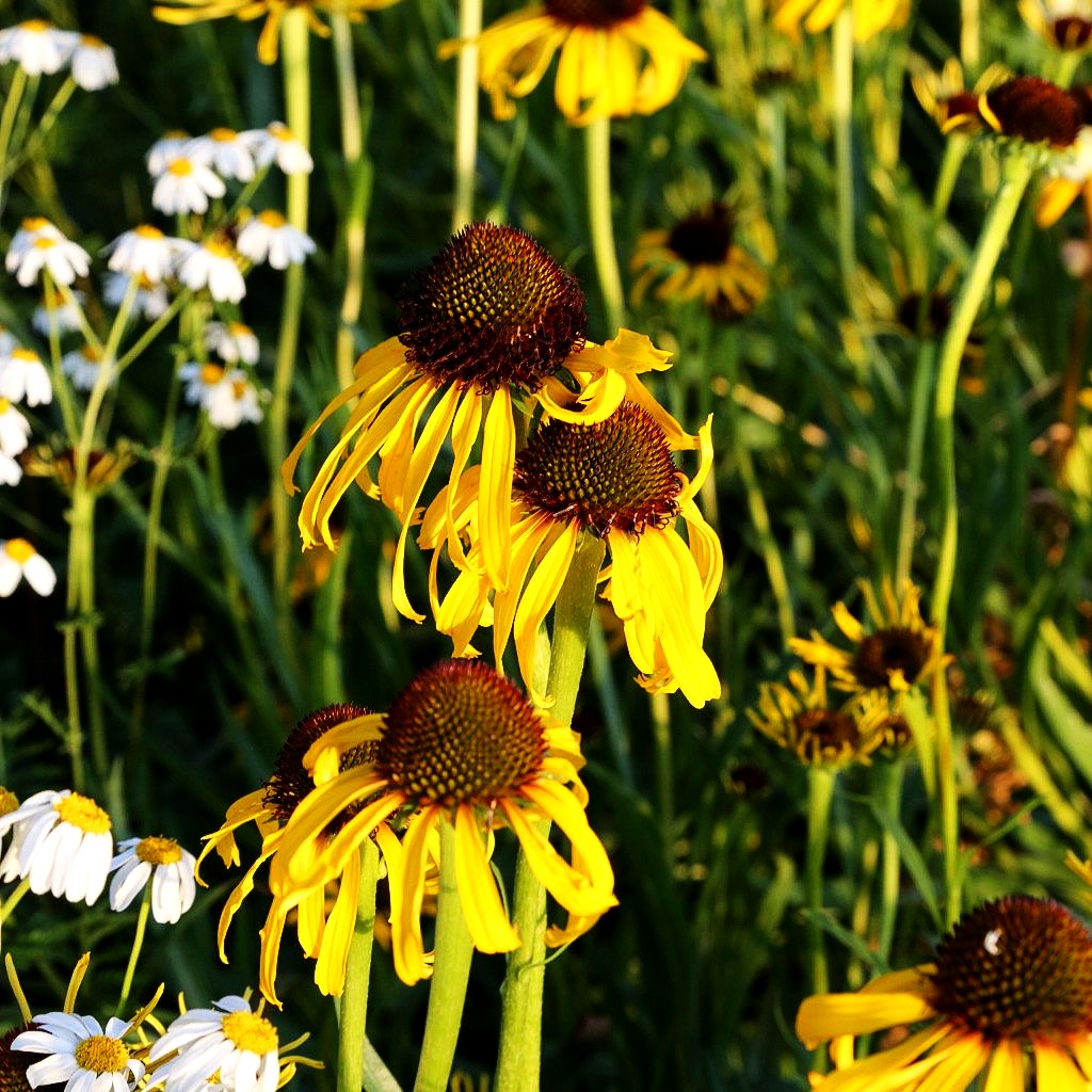Seltsamer Sonnenhut (Echinacea paradoxa)