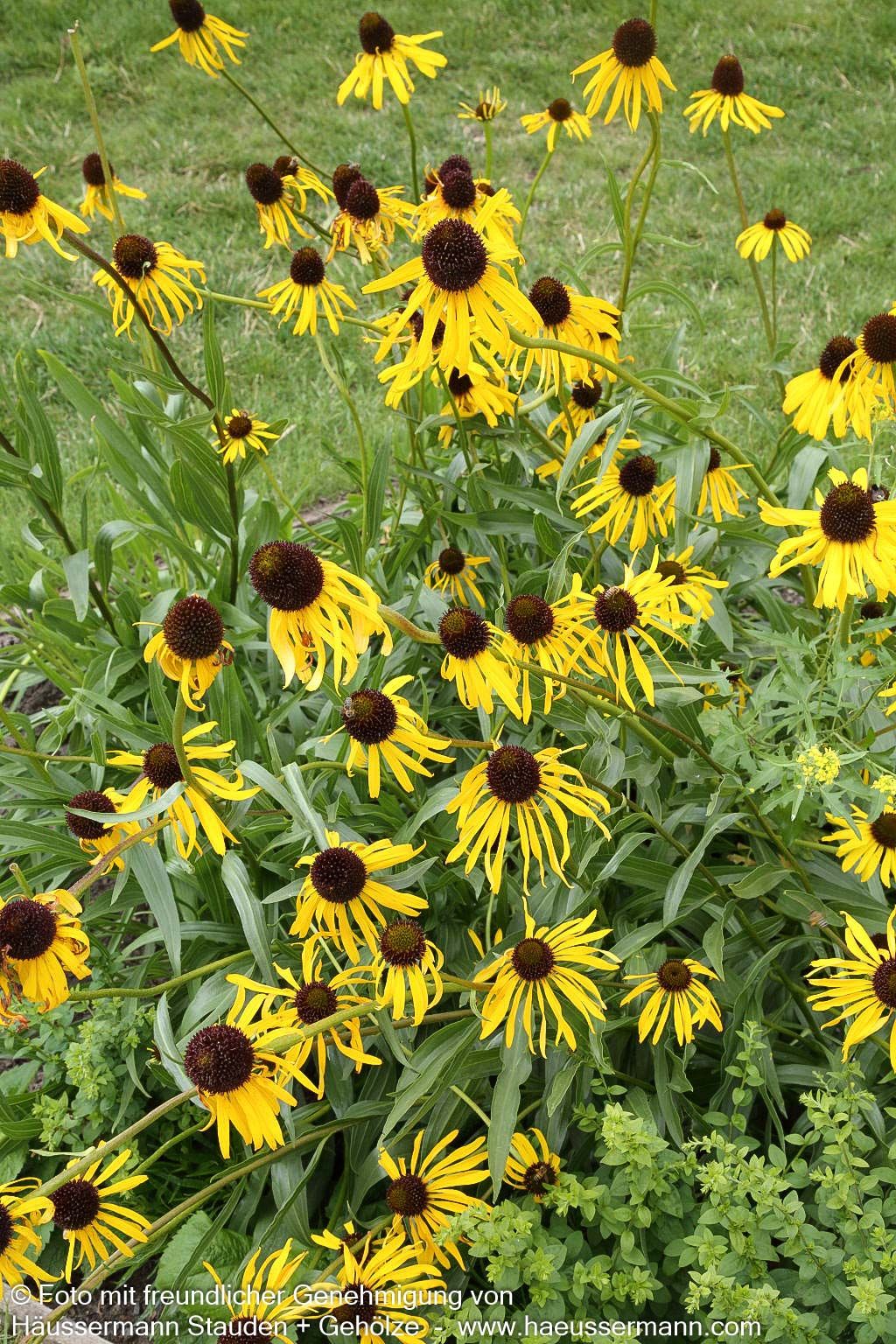 Seltsamer Sonnenhut (Echinacea paradoxa)