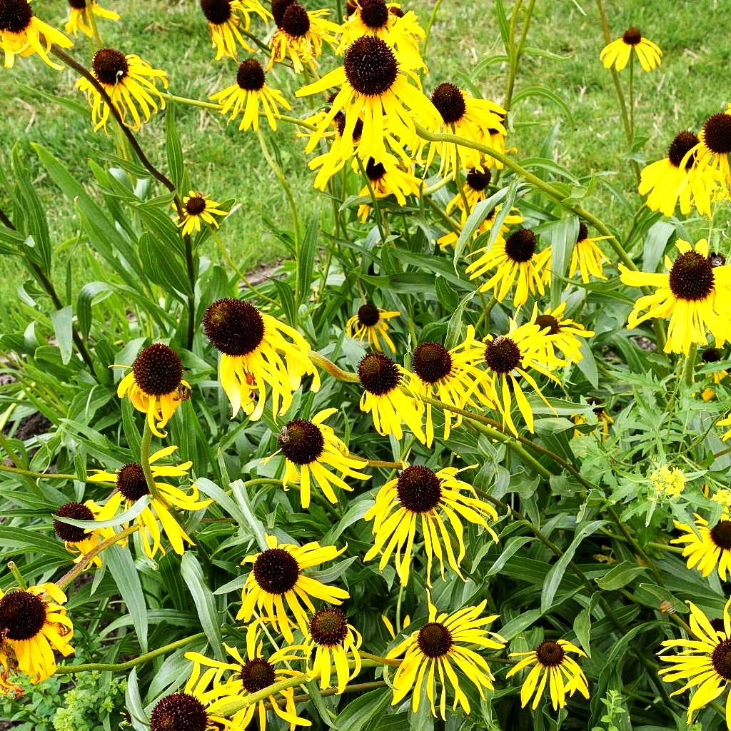 Seltsamer Sonnenhut (Echinacea paradoxa)