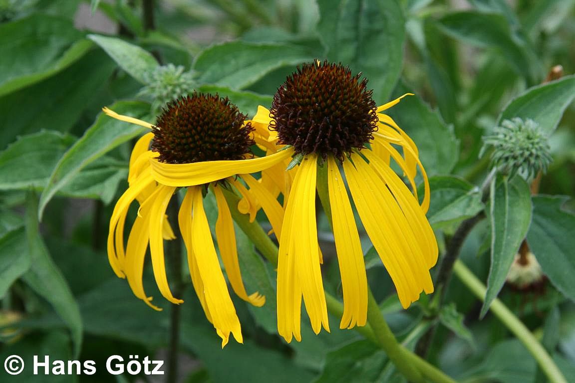 Seltsamer Sonnenhut (Echinacea paradoxa)