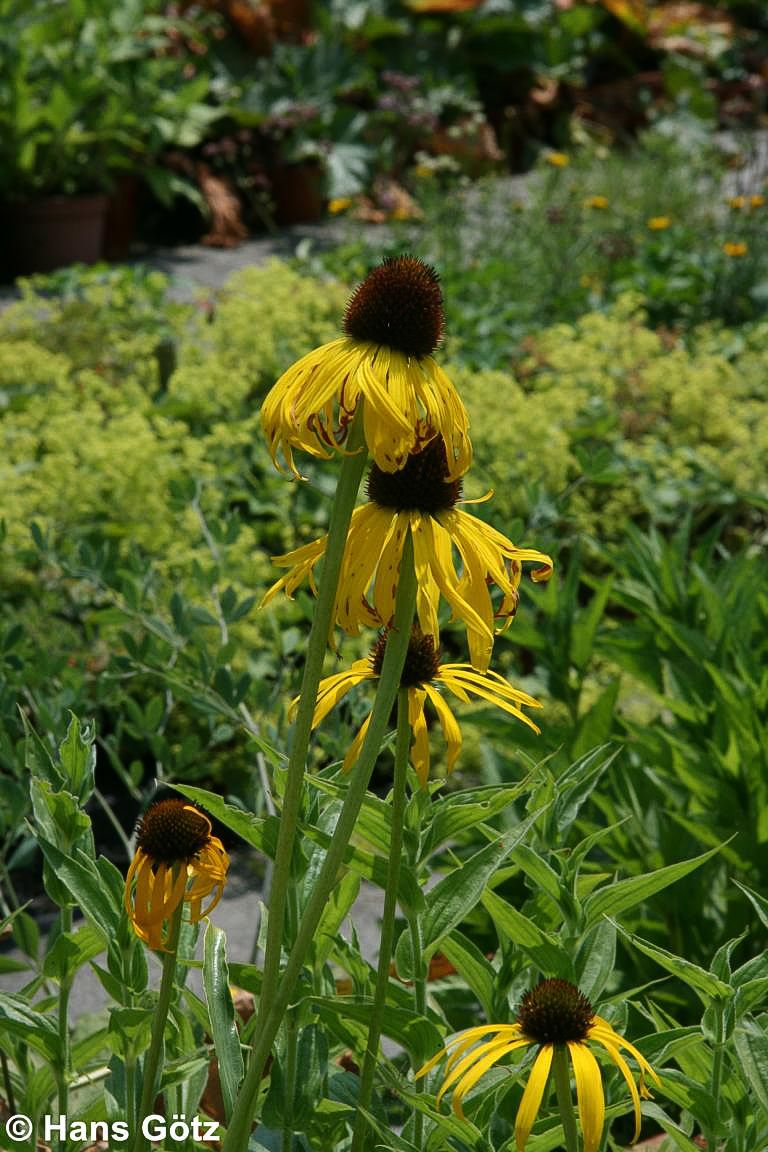 Seltsamer Sonnenhut (Echinacea paradoxa)
