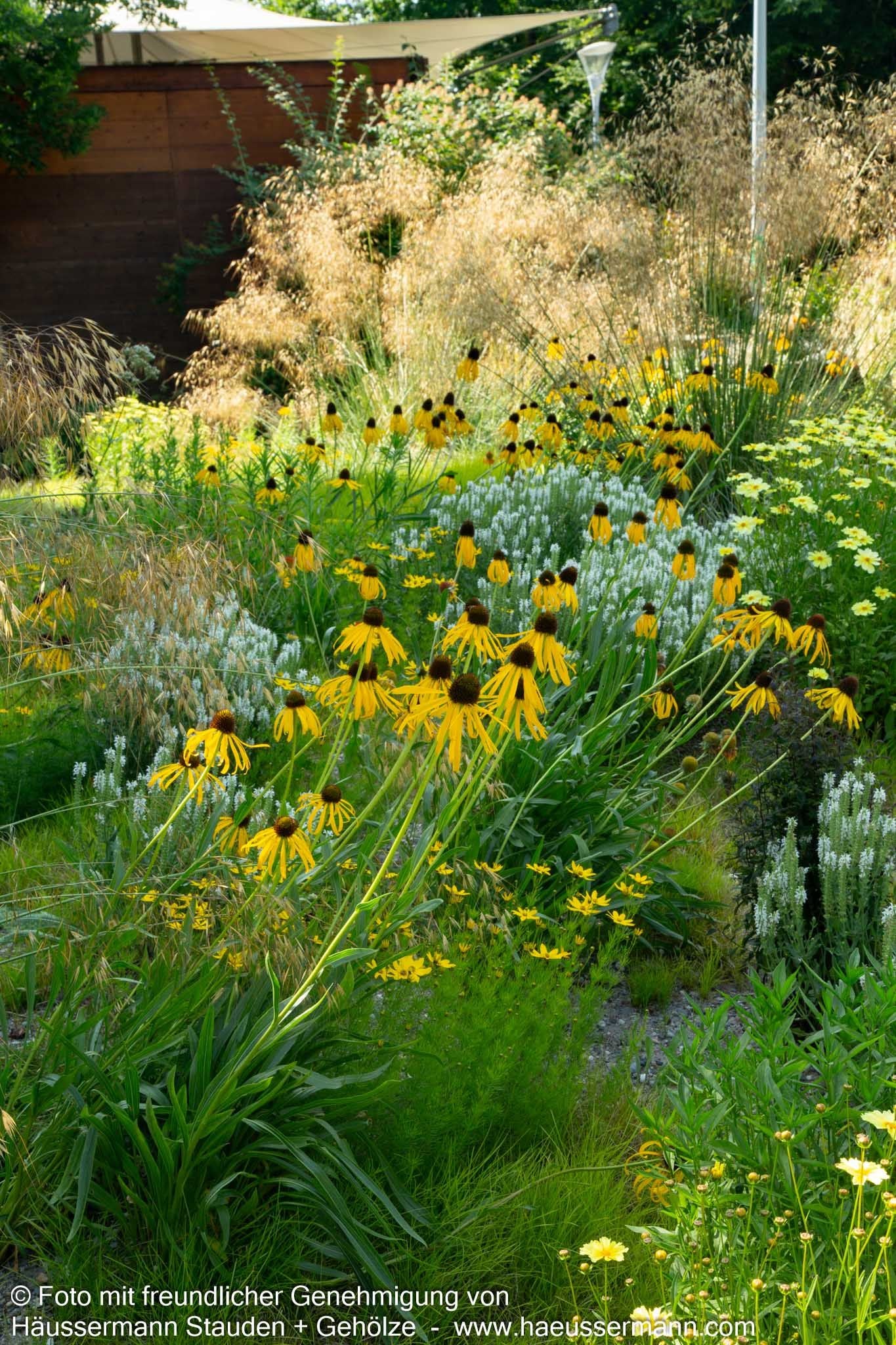 Seltsamer Sonnenhut (Echinacea paradoxa)