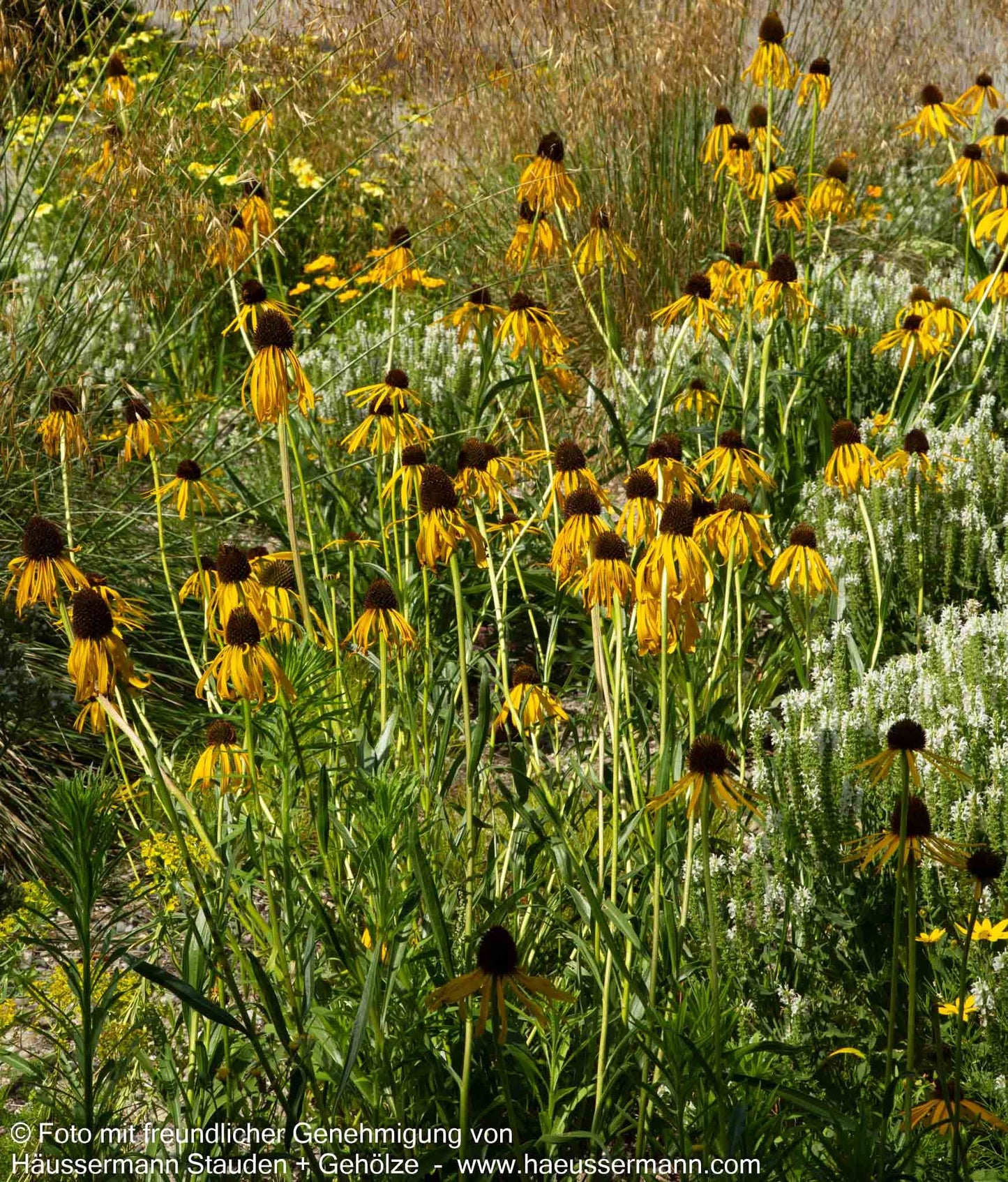 Seltsamer Sonnenhut (Echinacea paradoxa)