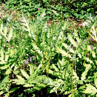 Sensibler Perlfarn (Onoclea sensibilis)