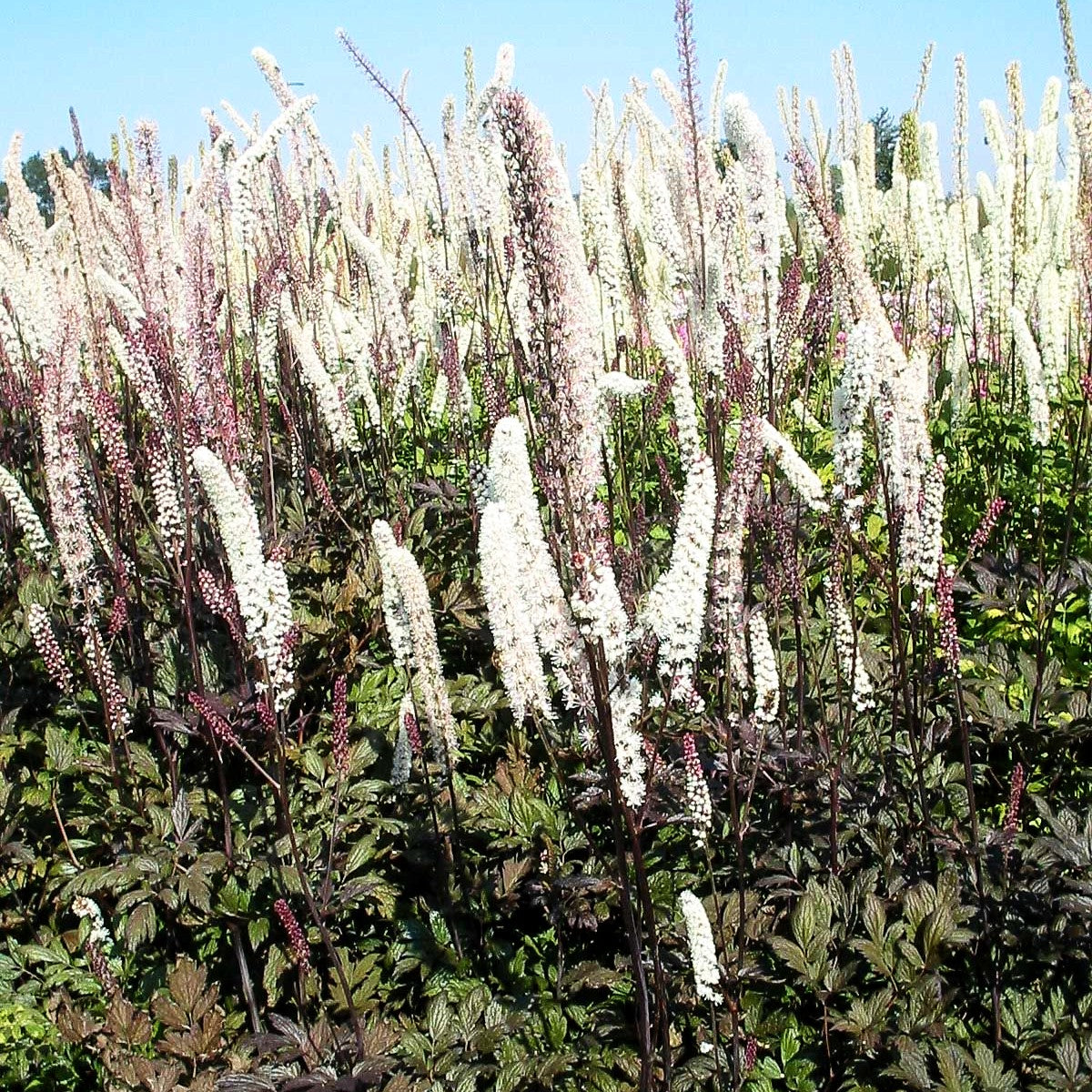September-Silberkerze 'Atropurpurea' (Cimicifuga ramosa)