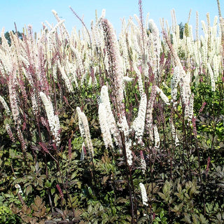 September-Silberkerze 'Atropurpurea' (Cimicifuga ramosa)