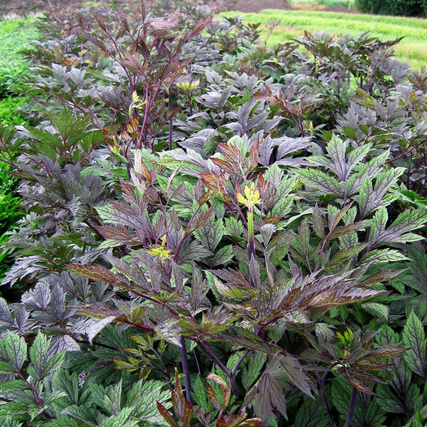 September-Silberkerze 'Atropurpurea' (Cimicifuga ramosa)