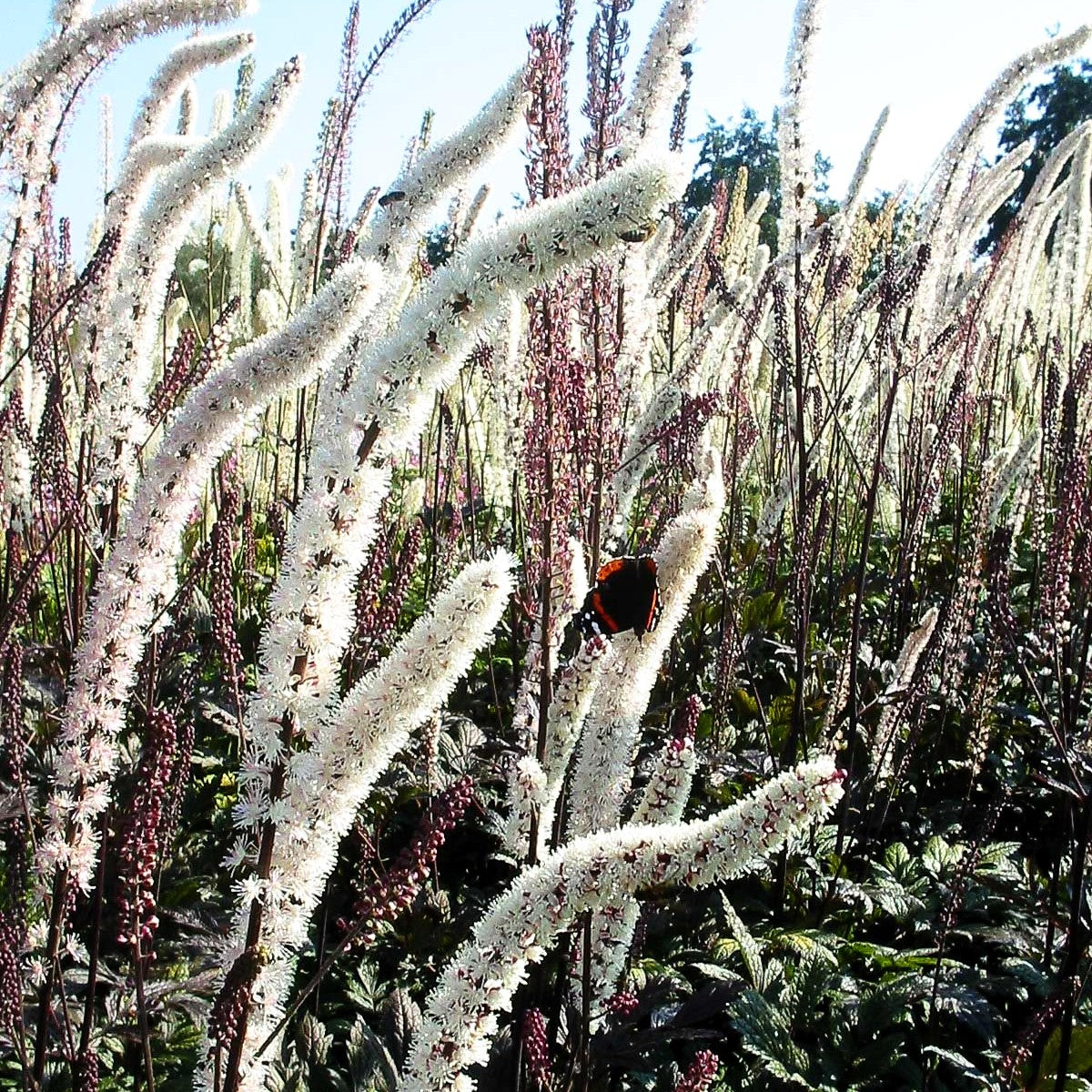 September-Silberkerze 'Atropurpurea' (Cimicifuga ramosa)