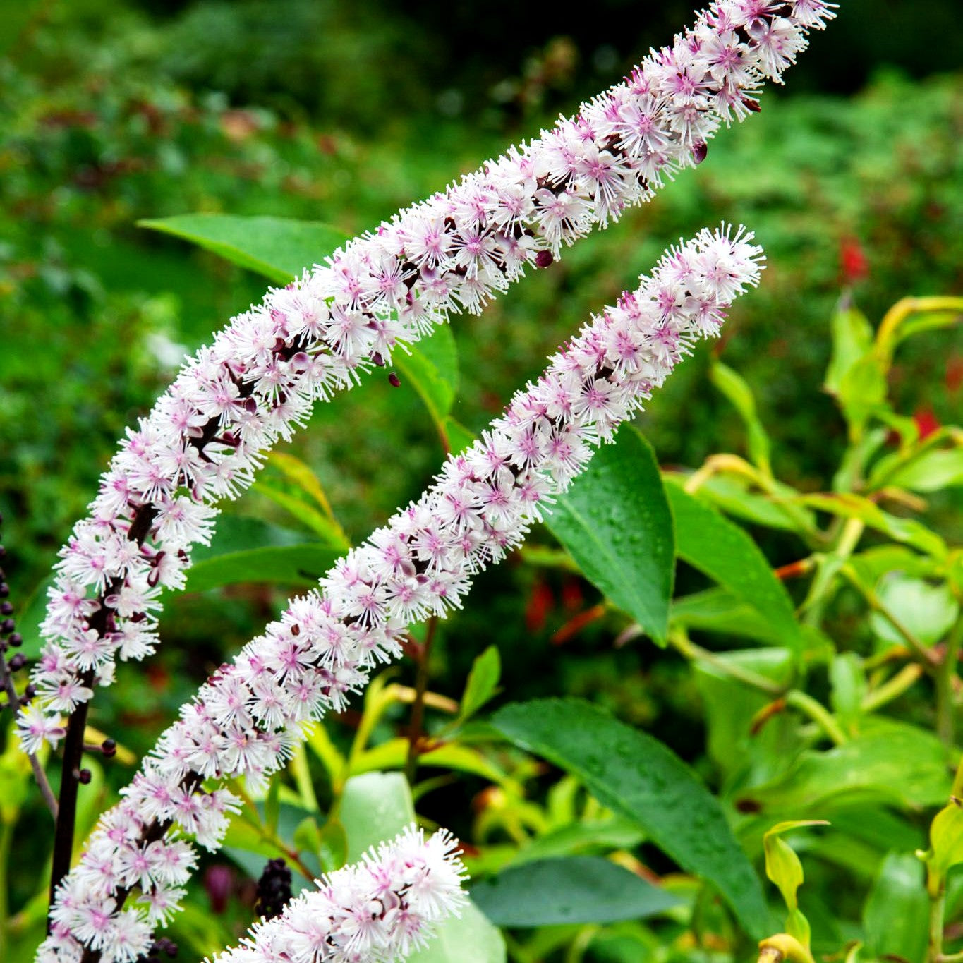 September-Silberkerze 'Pink Spike' (Cimicifuga ramosa)