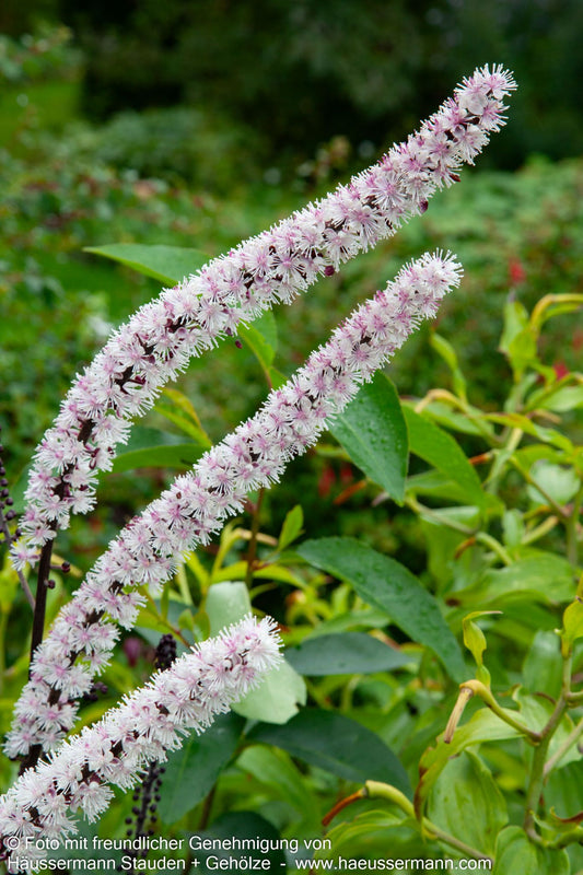 September-Silberkerze 'Pink Spike' (Cimicifuga ramosa)