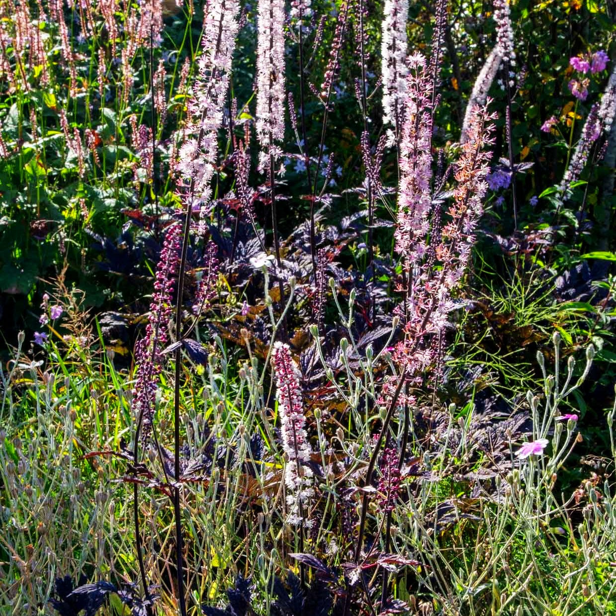 September-Silberkerze 'Pink Spike' (Cimicifuga ramosa)