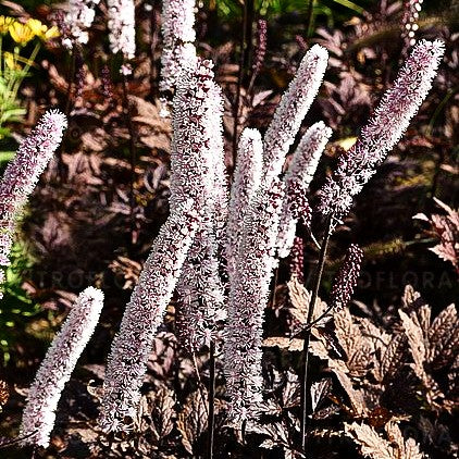 September-Silberkerze 'Pink Spike' (Cimicifuga ramosa)