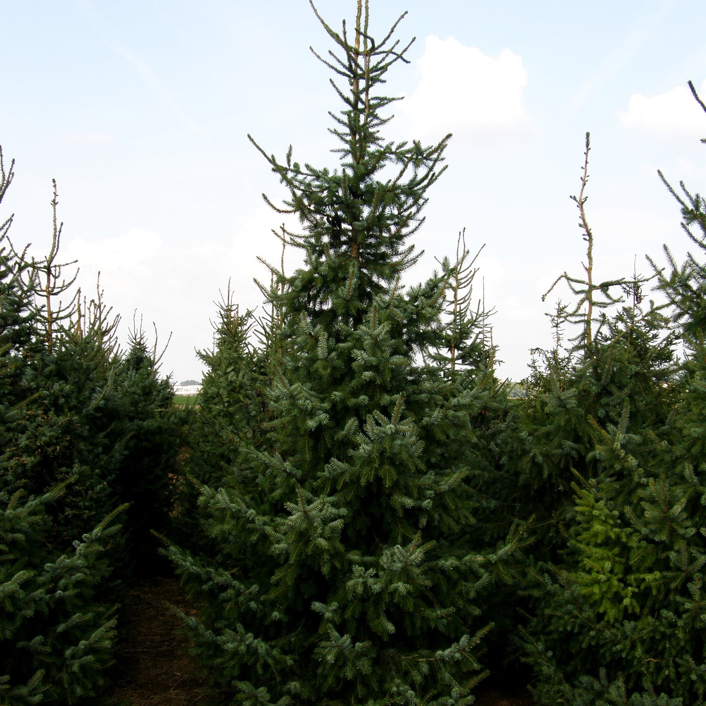 Serbische Fichte (Picea omorika)