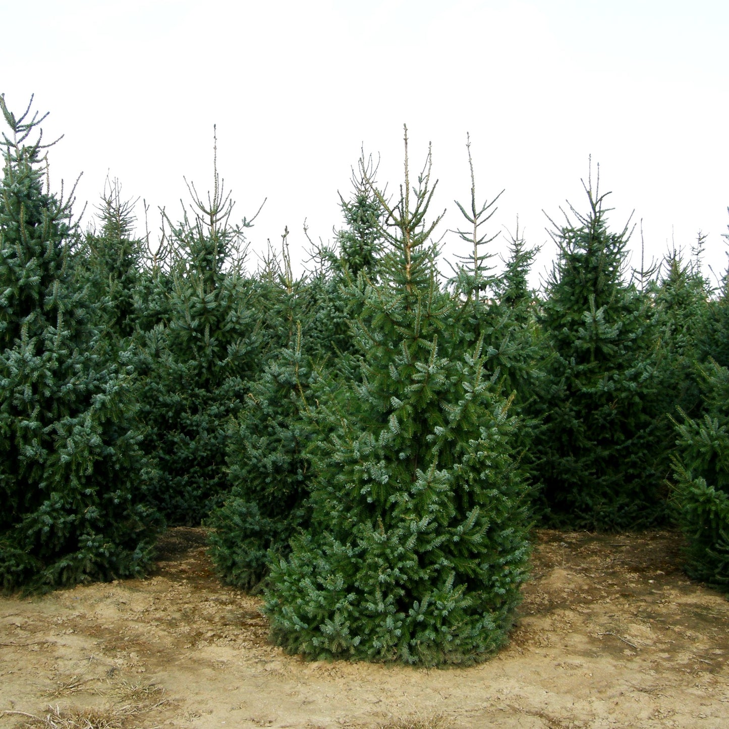 Serbische Fichte (Picea omorika)