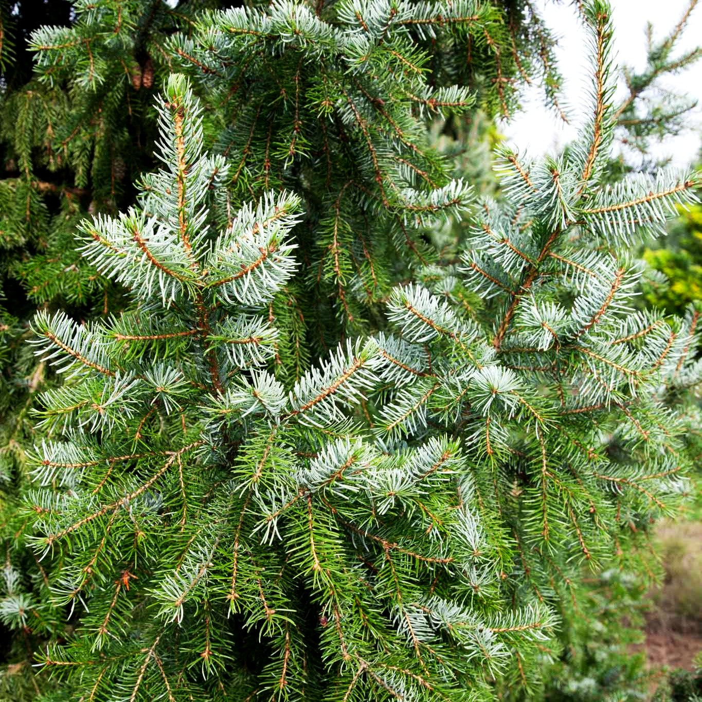 Serbische Fichte (Picea omorika)
