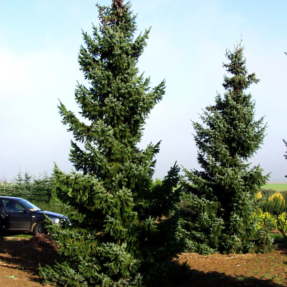 Serbische Fichte (Picea omorika)