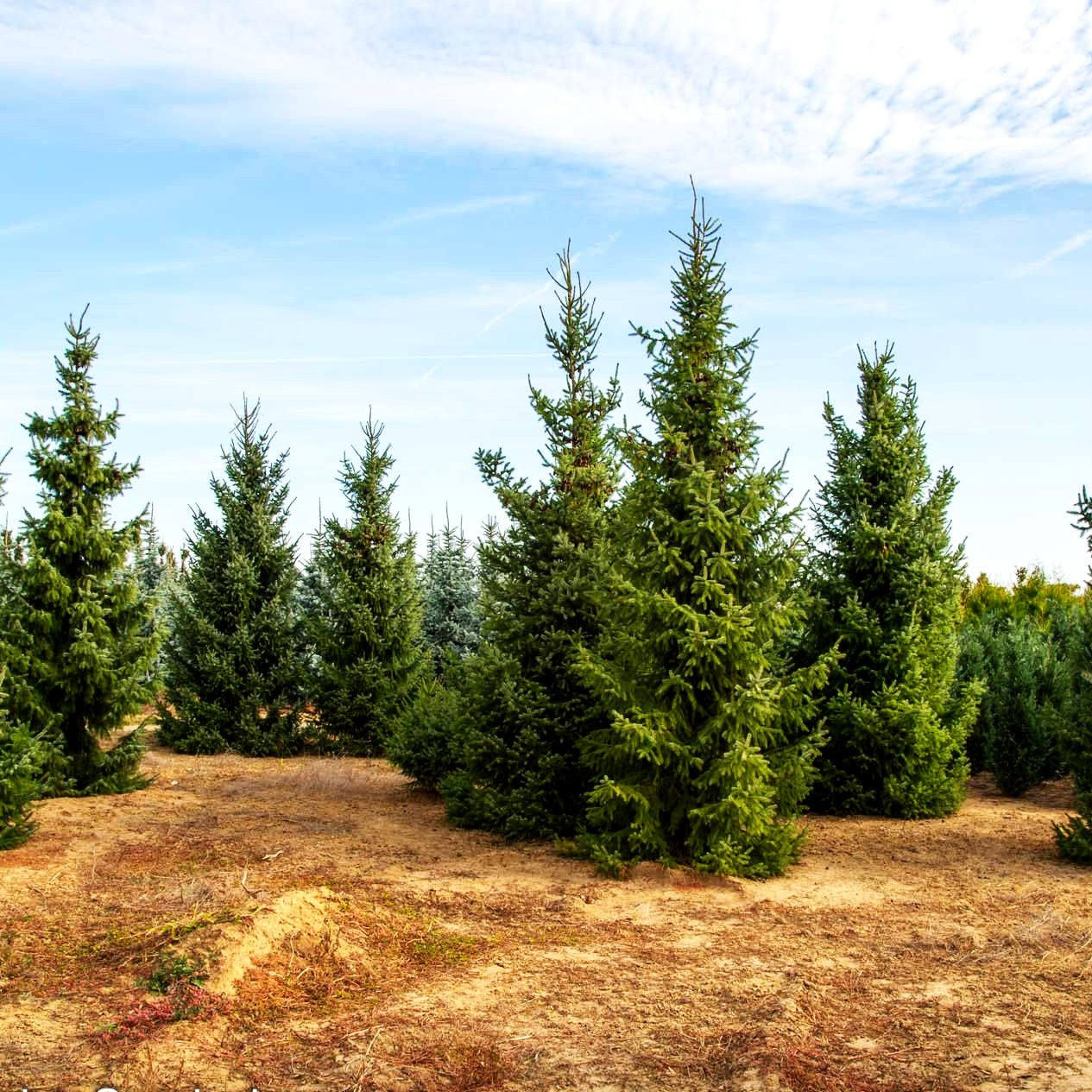 Serbische Fichte (Picea omorika)