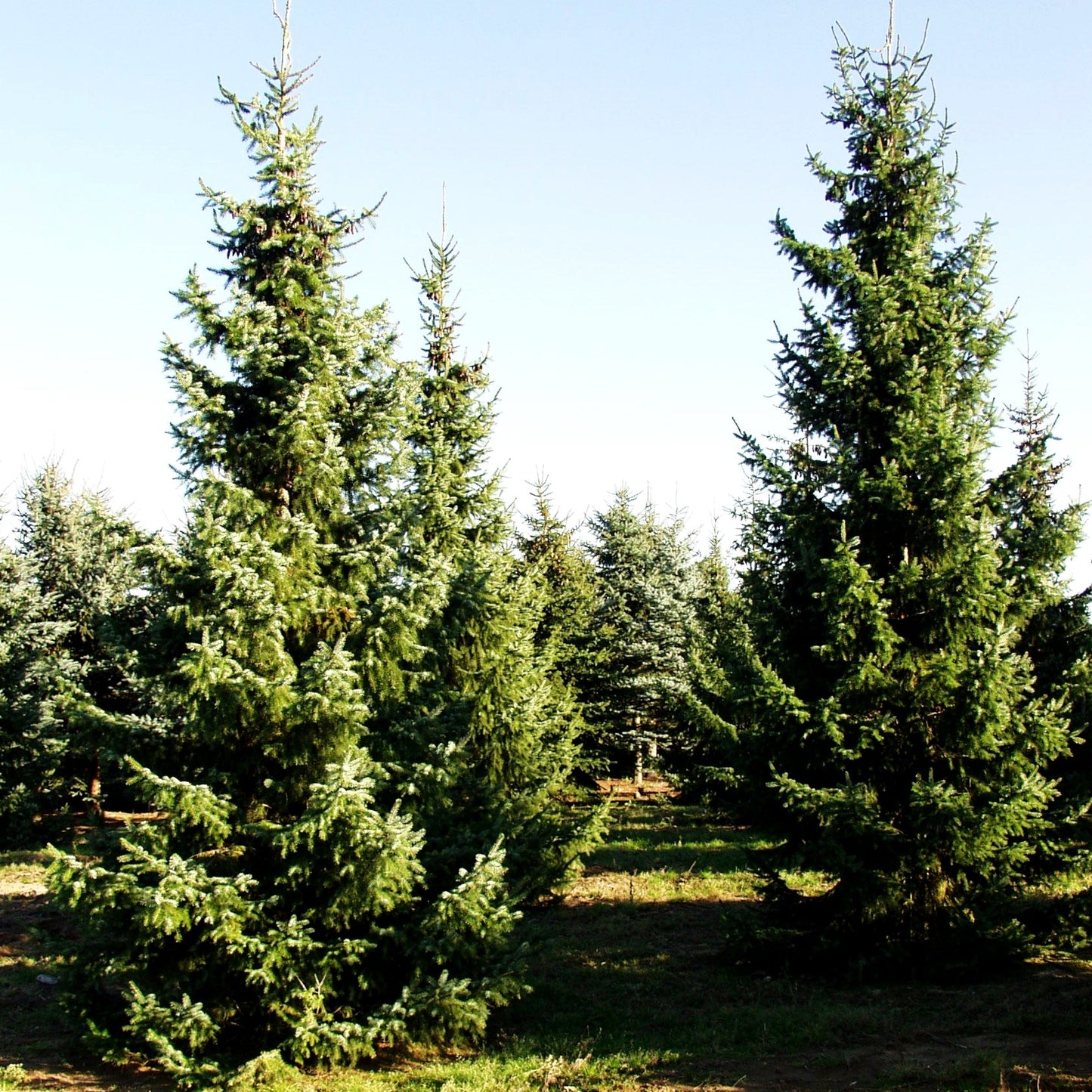 Serbische Fichte (Picea omorika)