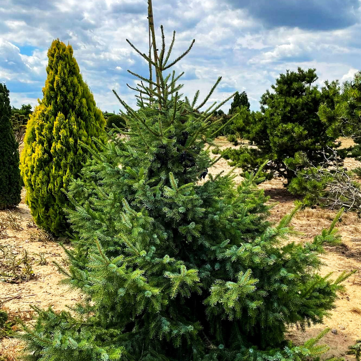 Serbische Fichte (Picea omorika)