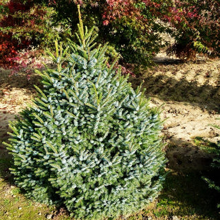 Serbische Kegel-Fichte 'Nana' (Picea omorika)
