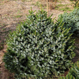 Serbische Kegel-Fichte 'Nana' (Picea omorika)