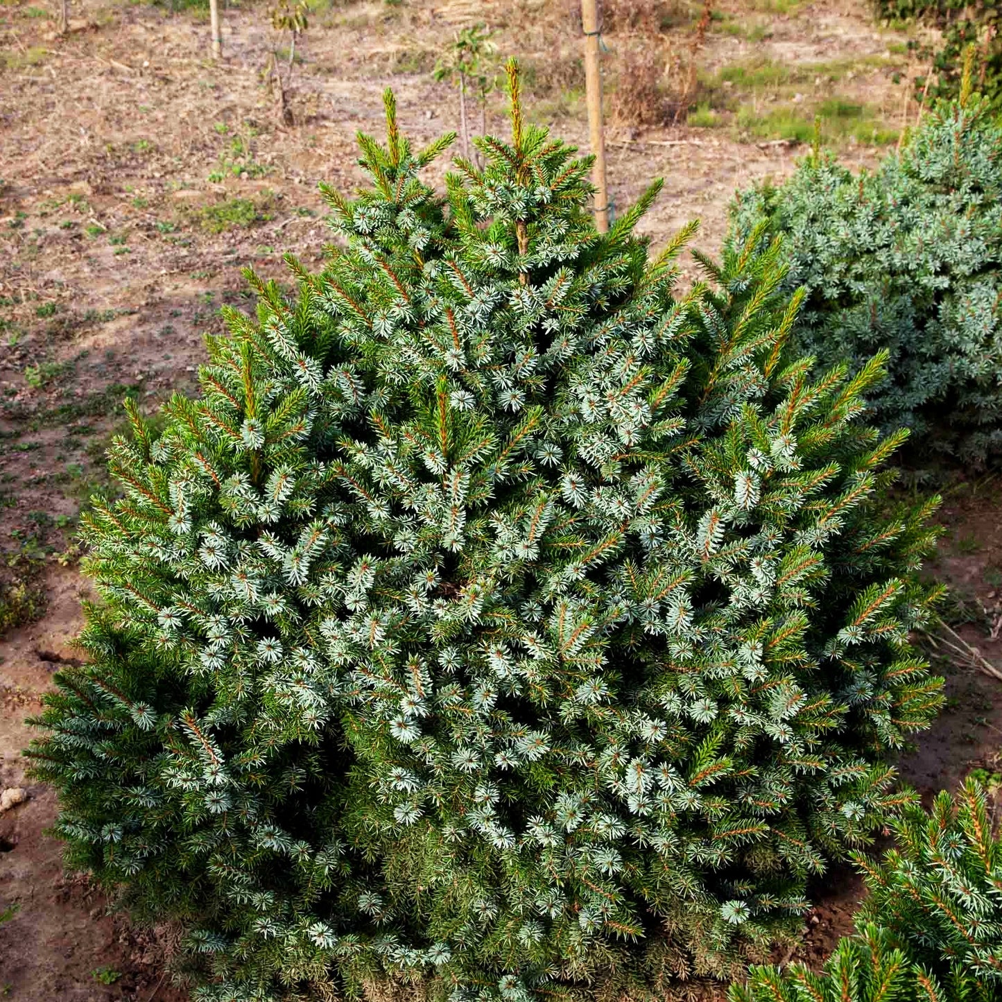 Serbische Kegel-Fichte 'Nana' (Picea omorika)