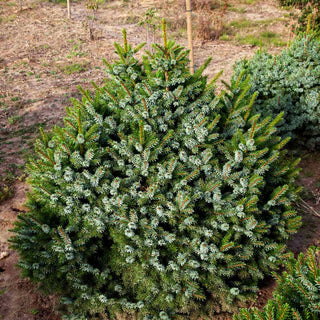 Serbische Kegel-Fichte 'Nana' (Picea omorika)