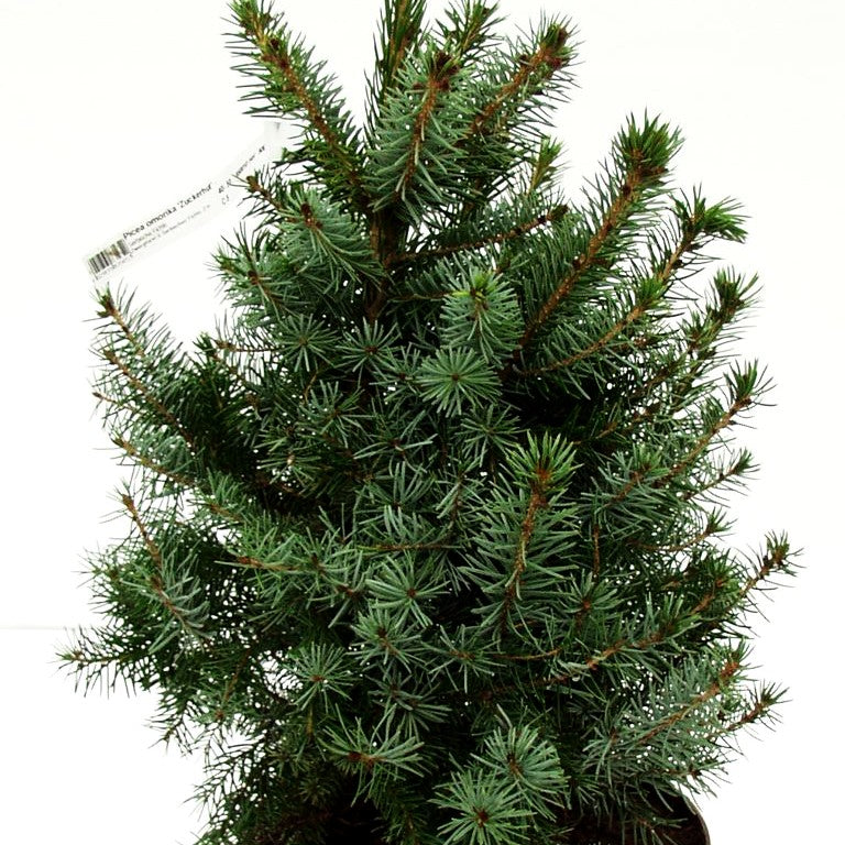 Serbische Kegel-Fichte 'Zuckerhut' (Picea omorika)