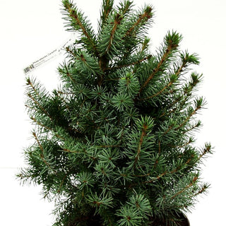 Serbische Kegel-Fichte 'Zuckerhut' (Picea omorika)