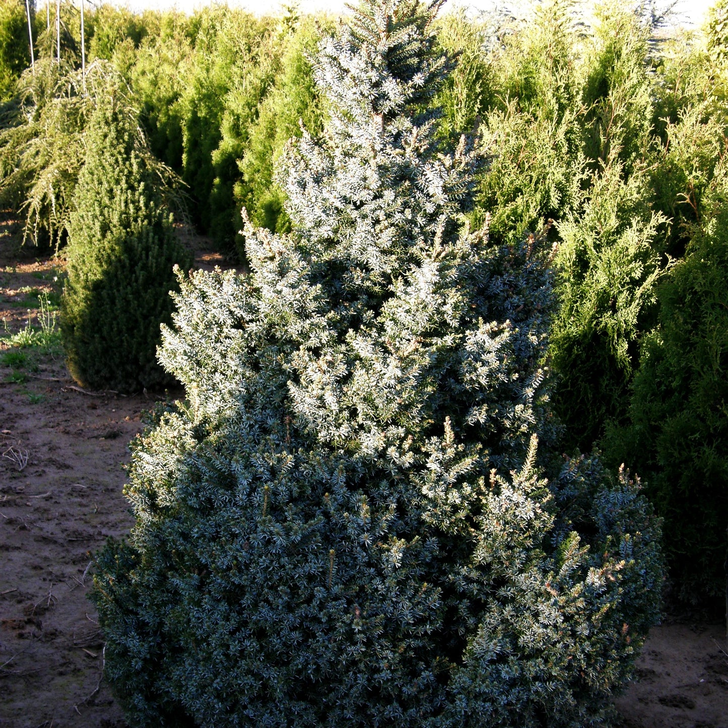 Serbische Kegel-Fichte 'Zuckerhut' (Picea omorika)