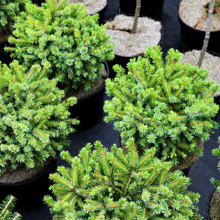 Serbische Kugel-Fichte 'Huibert' (Picea omorika)
