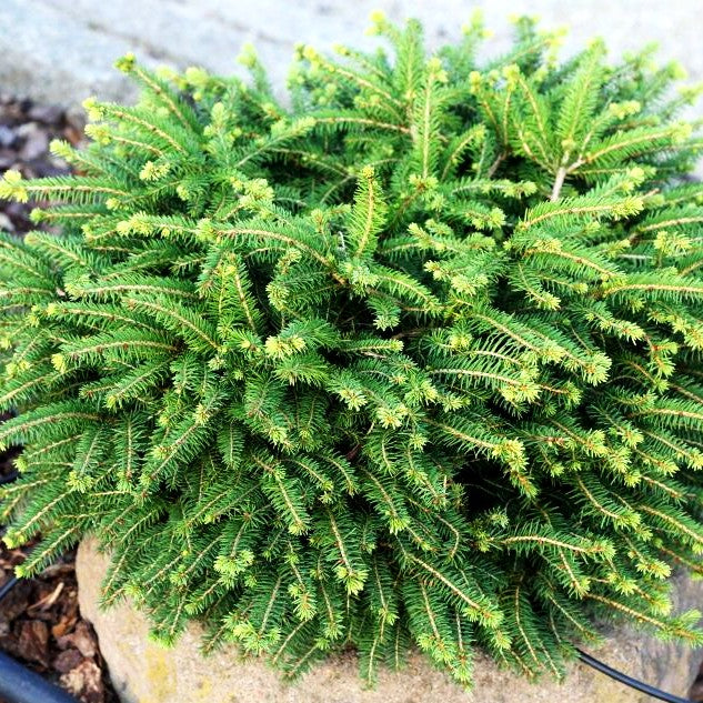 Serbische Kugel-Fichte 'Karel' (Picea omorika)