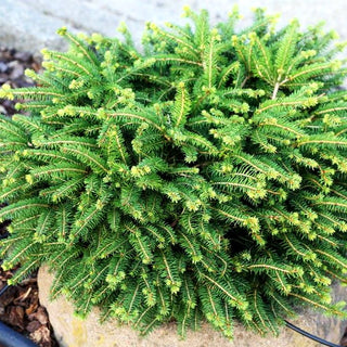 Serbische Kugel-Fichte 'Karel' (Picea omorika)