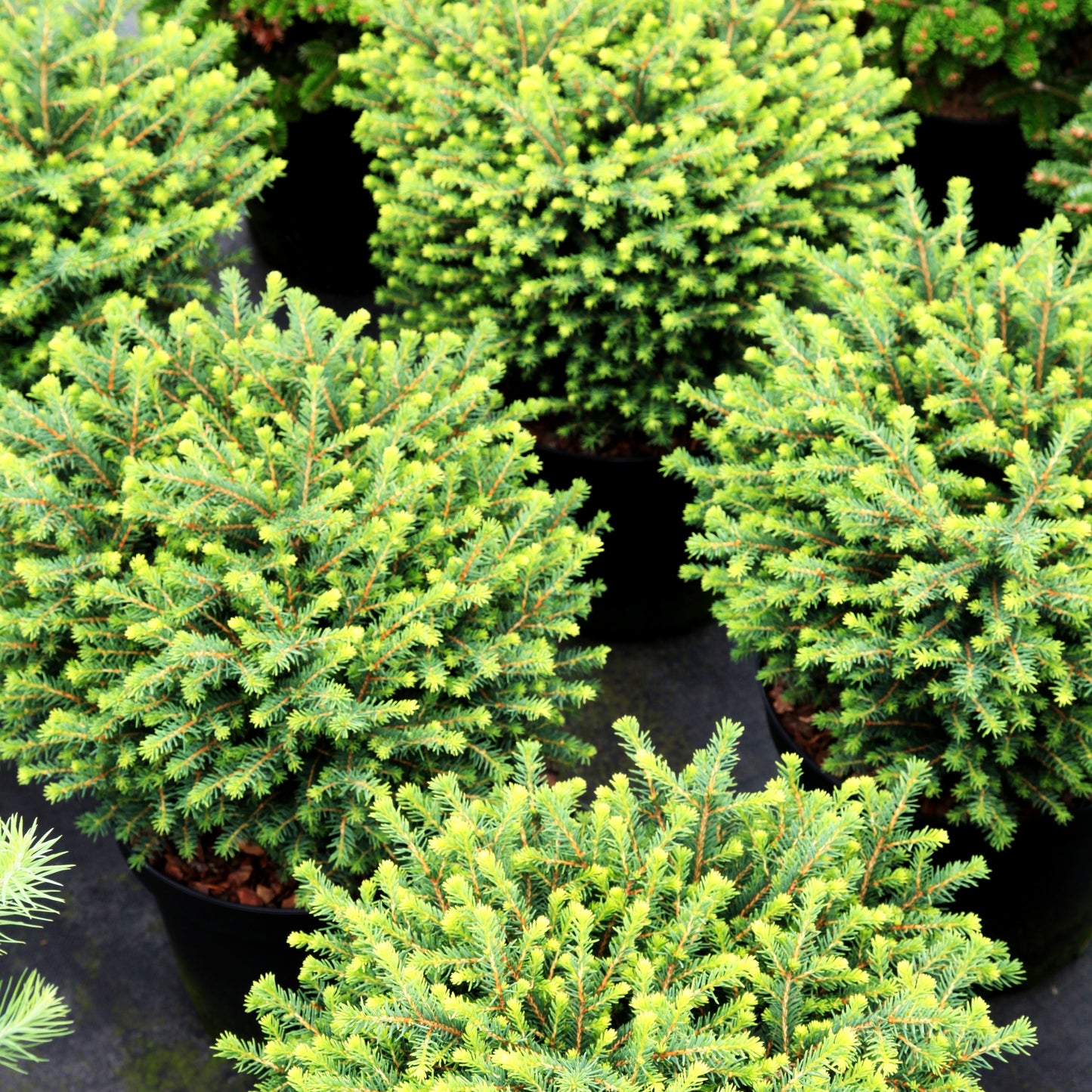 Serbische Kugel-Fichte 'Karel' (Picea omorika)