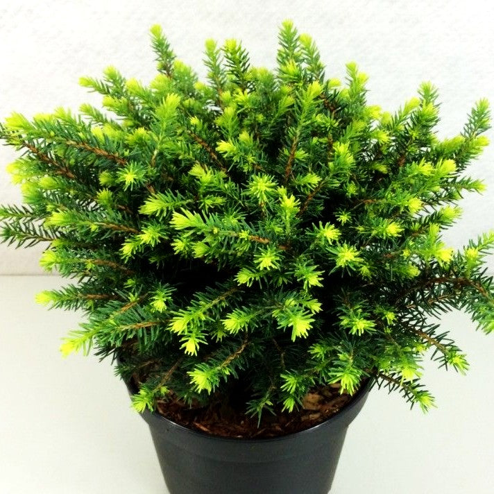 Serbische Kugel-Fichte 'Karel' (Picea omorika)