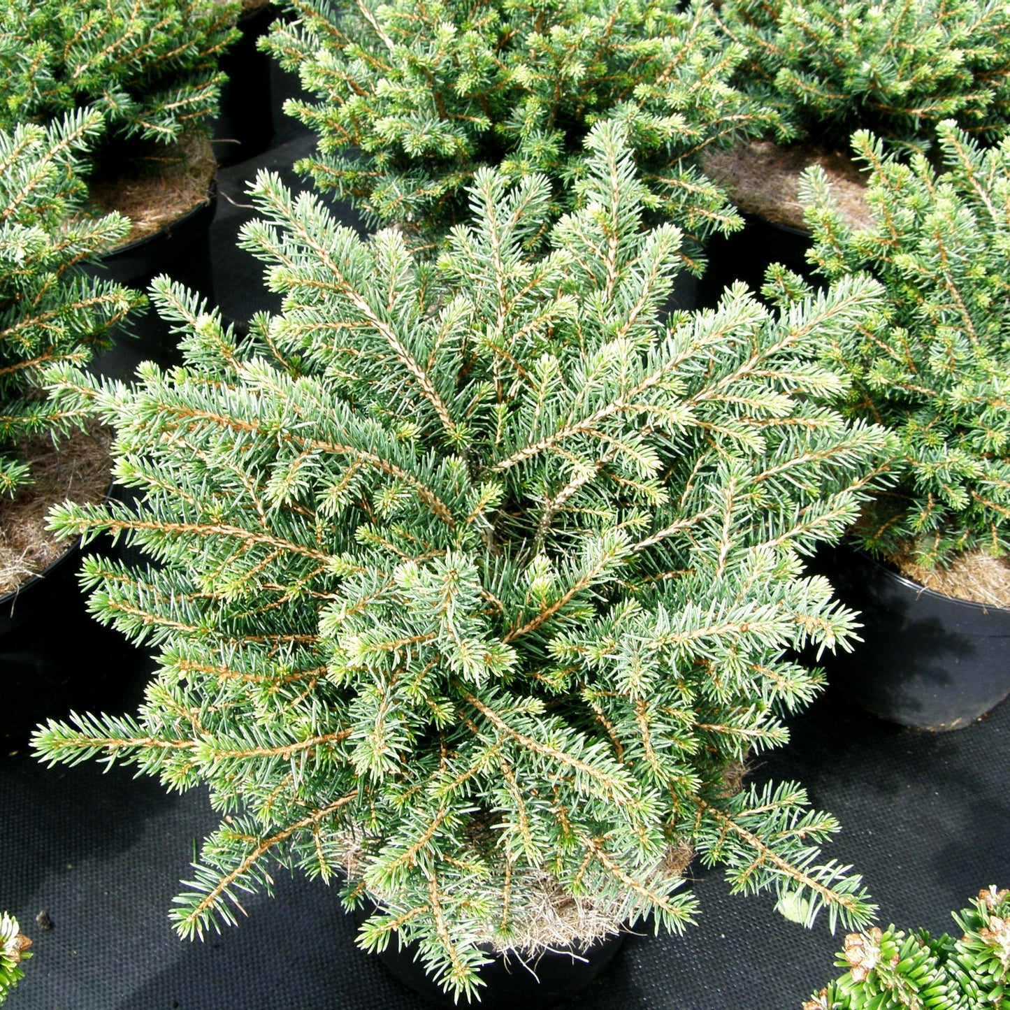 Serbische Kugel-Fichte 'Karel' (Picea omorika)
