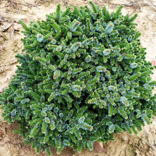 Serbische Kugel-Fichte 'Pimoko' (Picea omorika)