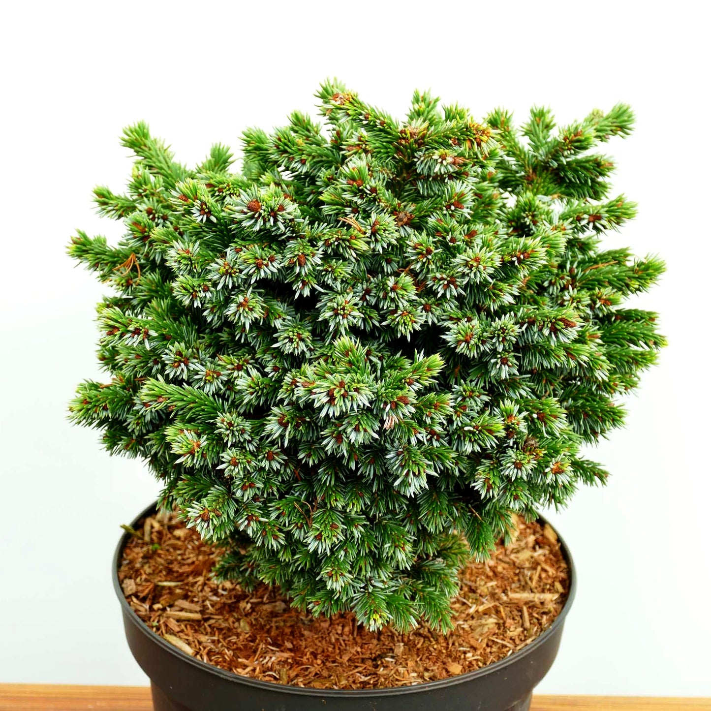 Serbische Kugel-Fichte 'Pimoko' (Picea omorika)