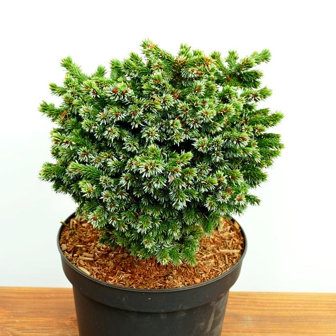 Serbische Kugel-Fichte 'Pimoko' (Picea omorika)