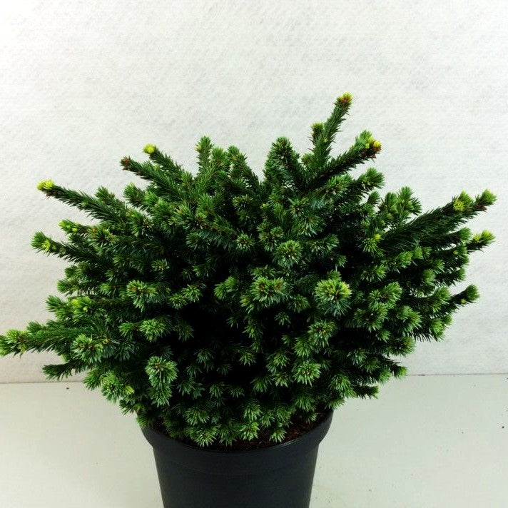 Serbische Kugel-Fichte 'Pimoko' (Picea omorika)