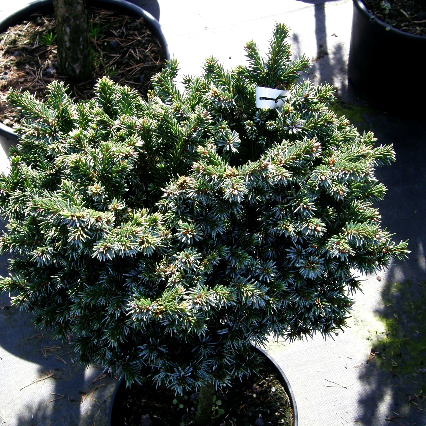 Serbische Kugel-Fichte 'Pimoko' (Picea omorika)